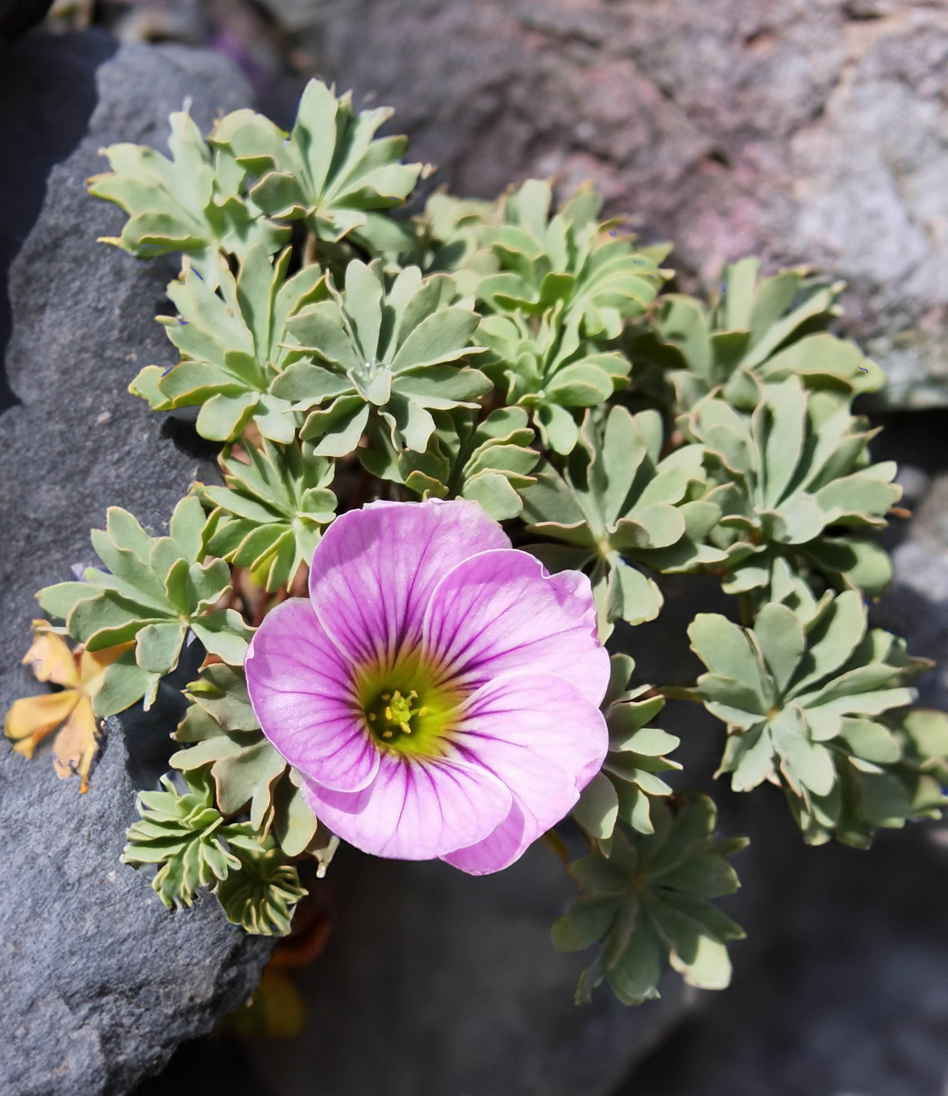 Oxalis enneaphylla en fleurs dans les landes tourbeuses de Patagonie